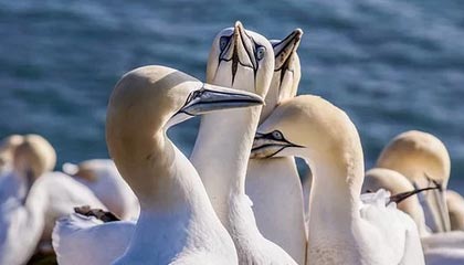 乐鱼体育APP-恒大队史第2次亚冠小组出局 10年来首次四大皆空