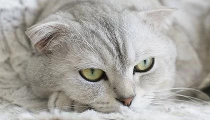 乐鱼体育APP-【夜读】全才凯恩，既能摧城拔寨还可防守破坏