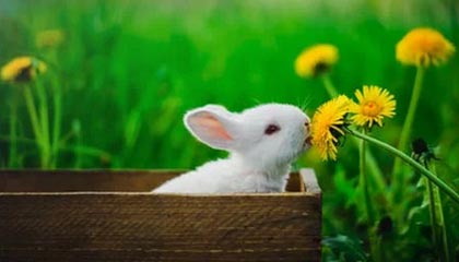 字母哥若留队热火也有B计划：打包希罗换比尔